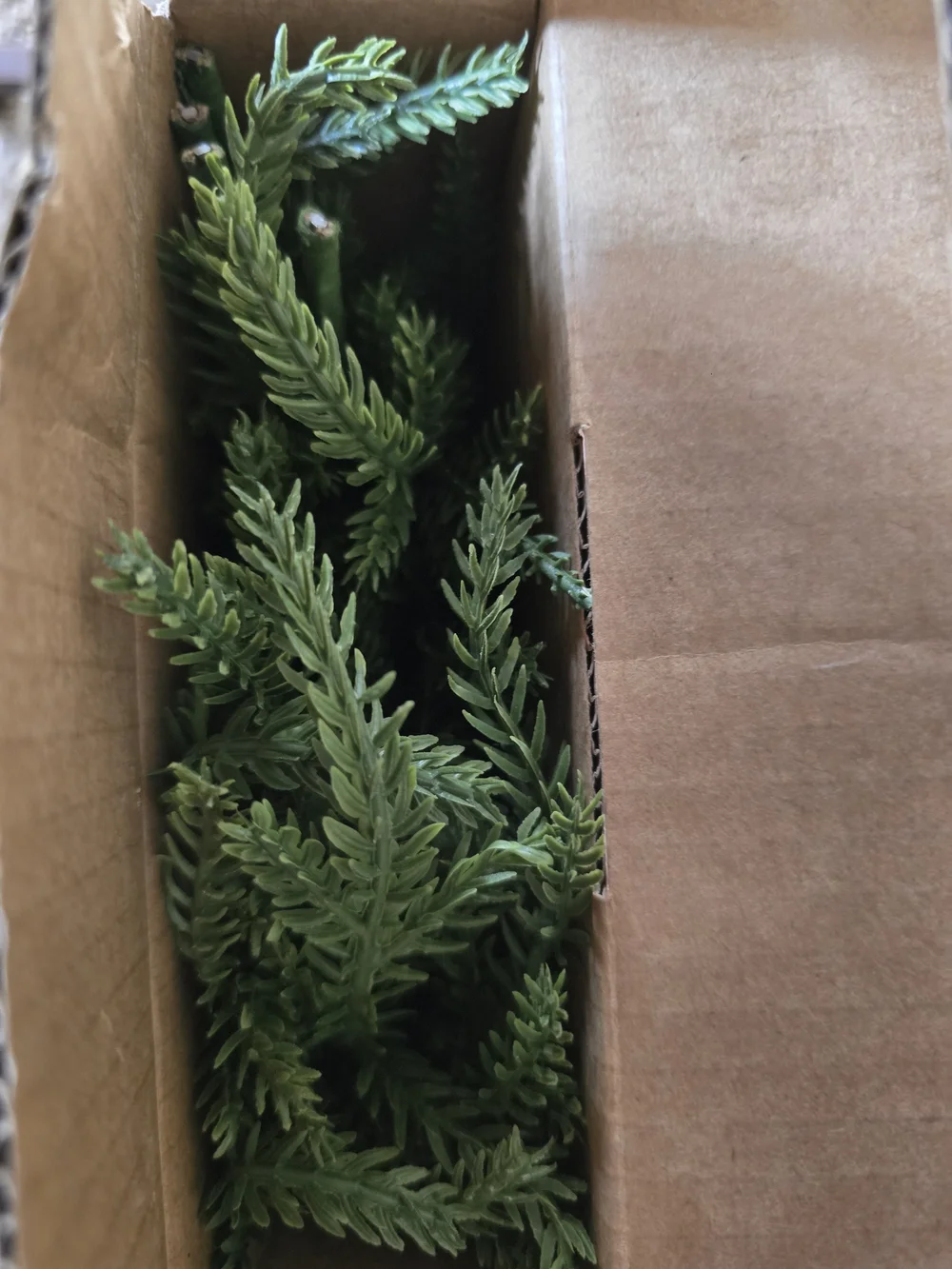 Christmas Norfolk Pine Branches. Set of 6. NWT.